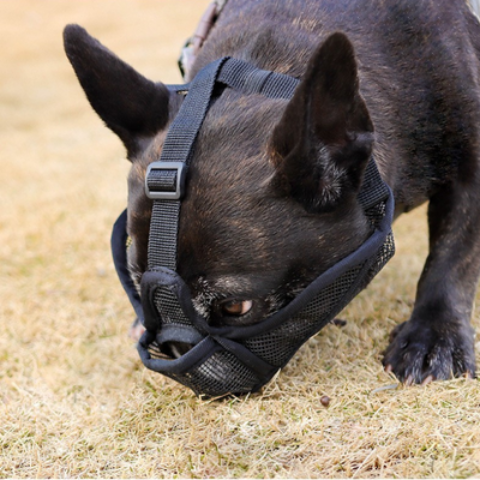 museliere pour chien noire essentielle