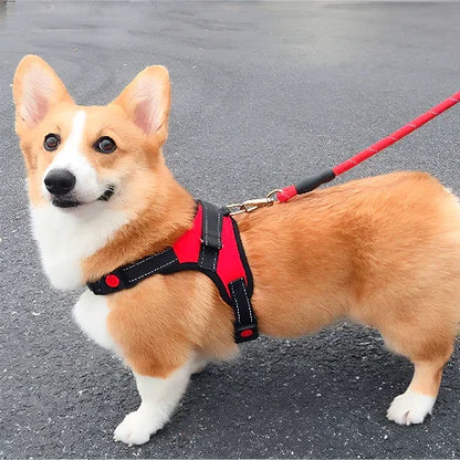 pembroke qui porte le harnais chien Sangle de poitrine ajustable