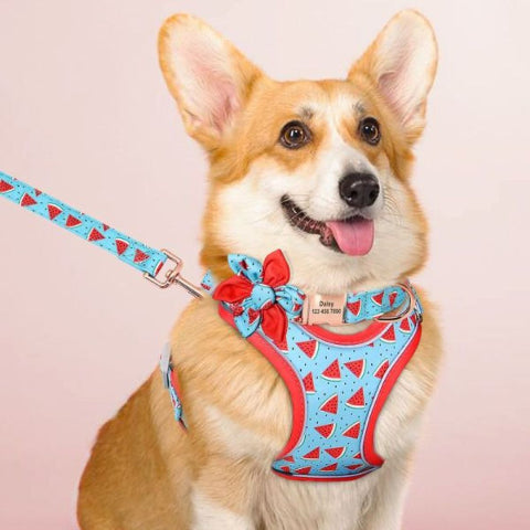 pembroke qui porte le harnais design watermelon