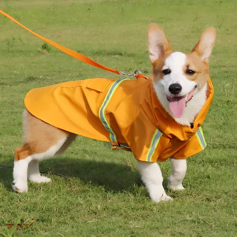 pembroke qui porte le manteau pour chien glowcape orange