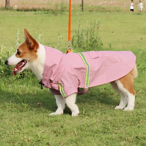 pembroke qui porte le manteau pour chien glowcape rose