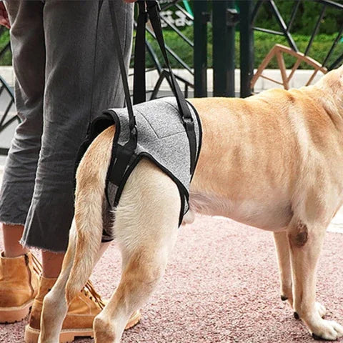 proprietaire qui marche dans la rue avec son chien qui porte le harnais chien Support de pattes arriere gris