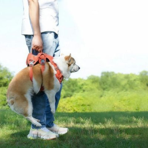 proprietaire qui porte son shiba inu qui porte le harnais chien triple sangle avec poignee orange essentiel