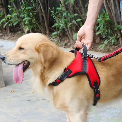proprietaire qui prend son chien qui porte le harnais chien Sangle de poitrine securitaire