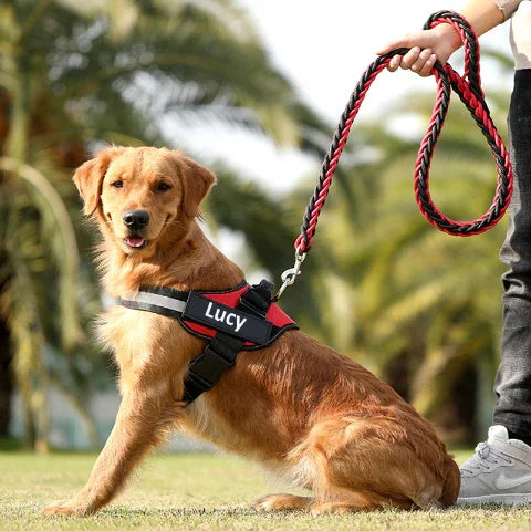 proprietaire qui promene son chien qui porte le harnais chien de service servidog indispensable