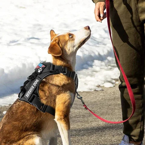 proprietaire qui se promene avec son chien qui porte le harnais pour chien militaire tactique securitaire
