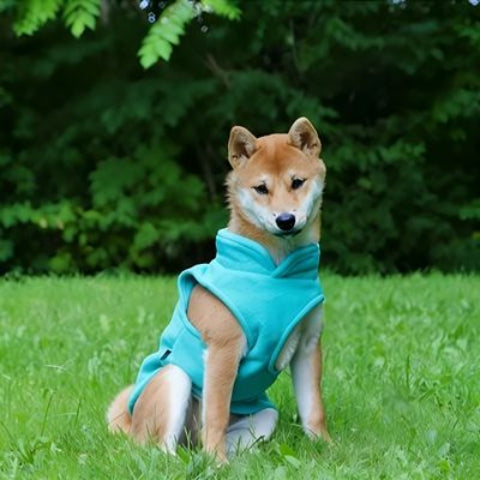 shiba inu qui porte le manteau chien bleu resistant