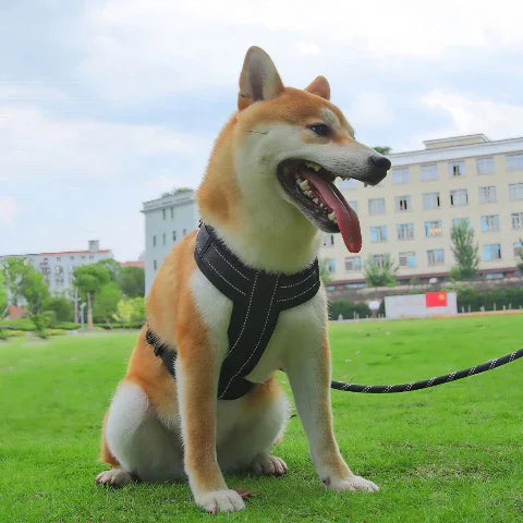 shiba inu qui porte le harnais chien avec poignee SFP noir essentiel