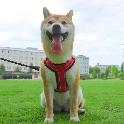 shiba inu qui porte le harnais chien avec poignee SFP rouge de bonne qualite
