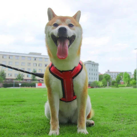 shiba inu qui porte le harnais chien avec poignee SFP rouge de bonne qualite
