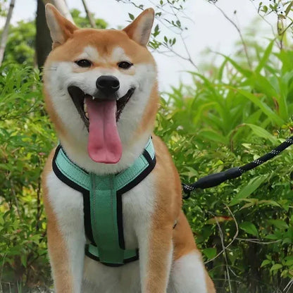 shiba inu qui porte le harnais chien avec poignee SFP vert dans un jardin