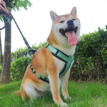 shiba inu qui porte le harnais chien avec poignee SFP vert indispensable