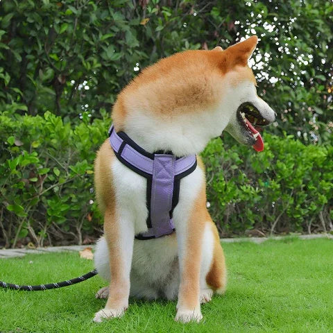 shiba inu qui porte le harnais chien avec poignee SFP violet dans un parc