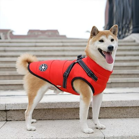 shiba inu qui porte le harnais chien hiver rouge tres pratique