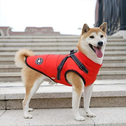 shiba inu qui porte le harnais chien hiver rouge tres pratique