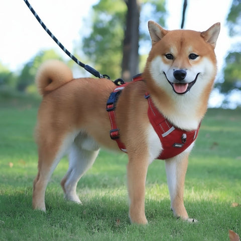 shiba inu qui se promene en portant le harnais chien laisse anti traction rouge durable