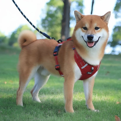 shiba inu qui se promene en portant le harnais chien laisse anti traction rouge durable