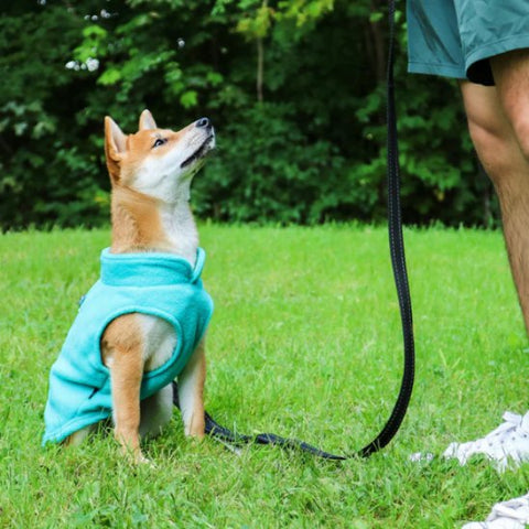 shiba inu qui porte le manteau chien bleu essentiel
