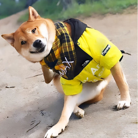 shiba inu qui porte le manteau pour chien the dog face jaune adorable