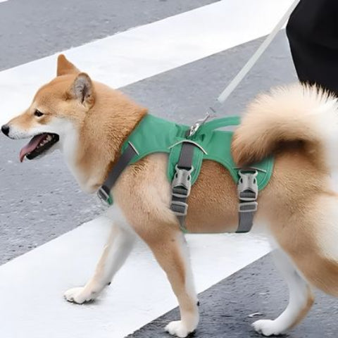 shiba inu qui se promene en portant le harnais chien Triple sangle avec poignee tres confortable