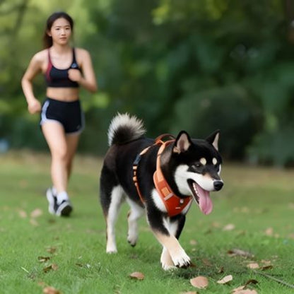 shiba inu qui se promene en portant le harnais chien laisse anti traction orange tres oli