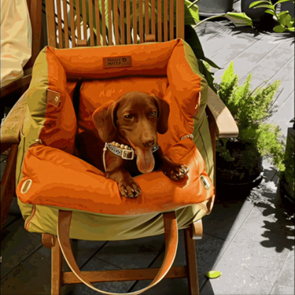 siege auto chien vert