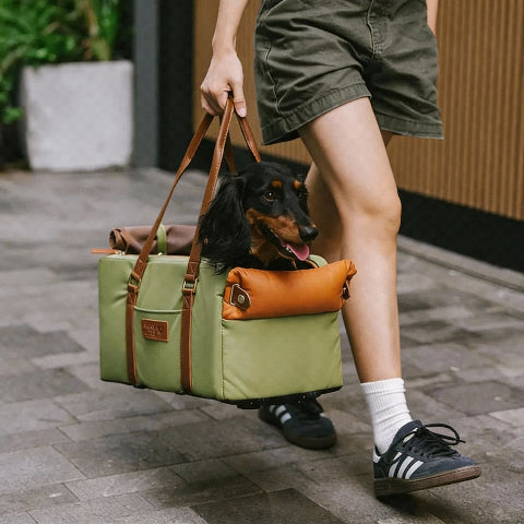 siege auto pour chien revolution voyage