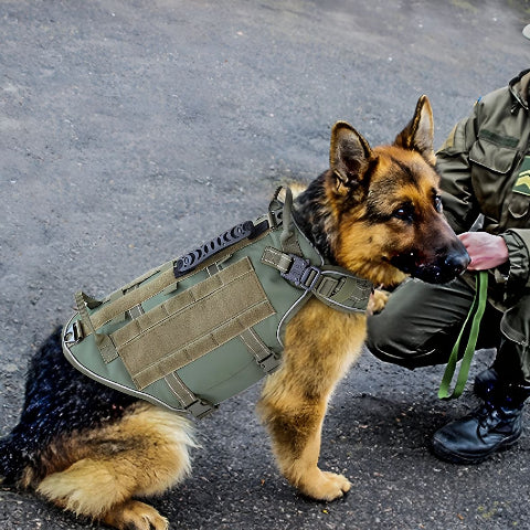 soldat qui ajuste le harnais tactique chien K9 pro que son berger allemand porte