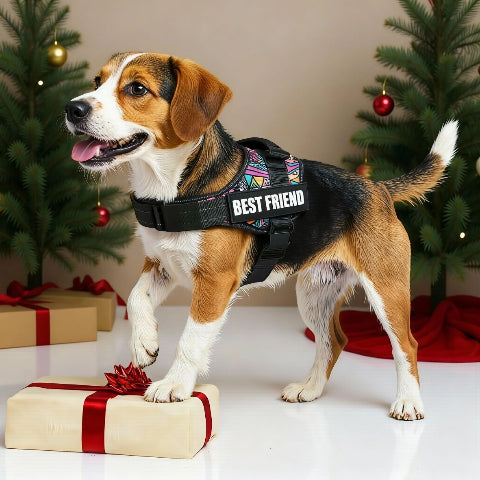 un beagle qui porte le harnais pour chien de service Servidog avec des belles couleurs