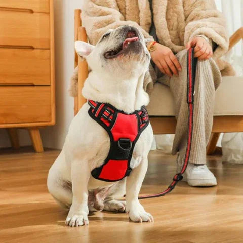 un homme avec son bulldog qui porte le harnais chien anti traction rouge