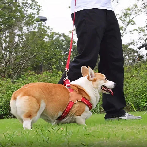 un homme qui marche avec son chien qui porte le harnais anti traction chien Sangle de poitrine essentiel