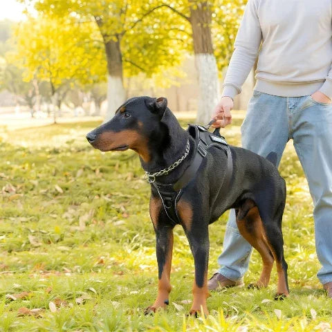 un homme qui marche dans un parc avec son doberman qui porte le harnais pour chien militaire tactique noir