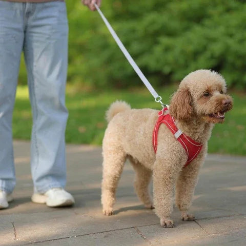 un homme qui se promene avec son chiot qui porte le harnais petit chien confortable dans un parc
