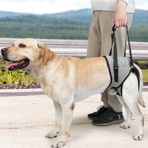 un homme qui se promene avec son labrador qui porte le harnais chien support de pattes arriere qui offre la liberte de mouvement